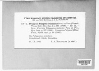 Uromyces polygoni-aviculariae image